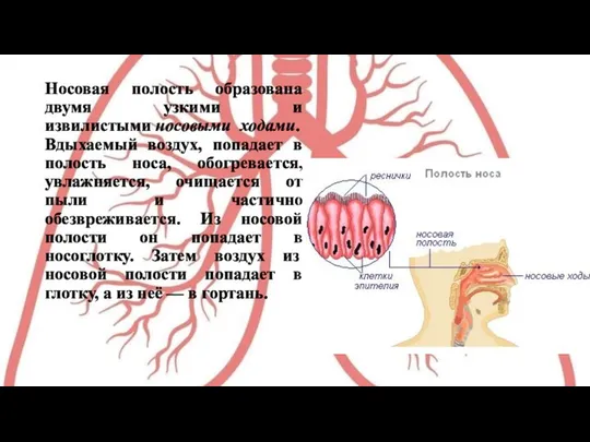 Носовая полость образована двумя узкими и извилистыми носовыми ходами. Вдыхаемый воздух,