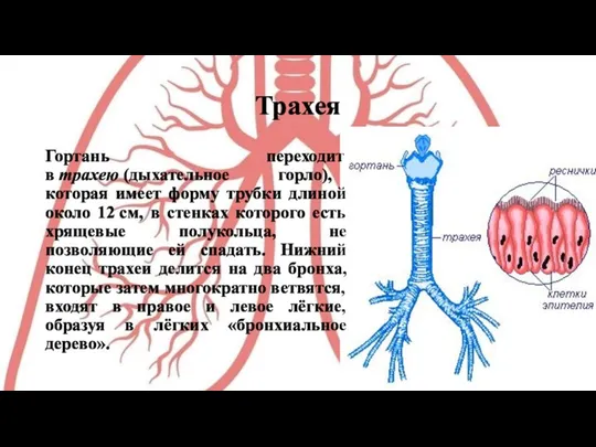 Трахея Гортань переходит в трахею (дыхательное горло), которая имеет форму трубки