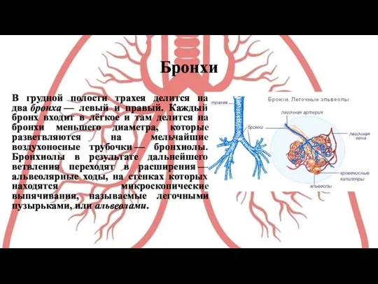 Бронхи В грудной полости трахея делится на два бронха — левый