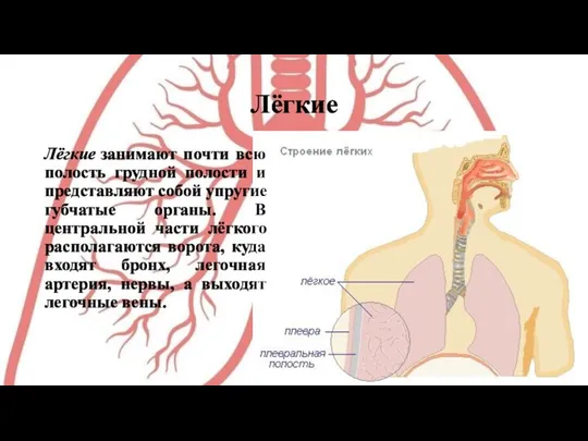 Лёгкие Лёгкие занимают почти всю полость грудной полости и представляют собой