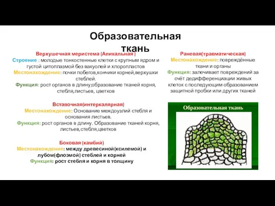 Образовательная ткань Верхушечная меристема (Апикальная ) Строение : молодые тонкостенные клетки