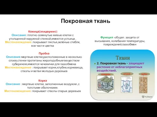 Покровная ткань Кожица(эпидермис) Описание: плотно сомкнутые живые клетки с утолщенной наружной