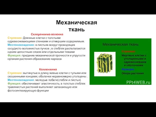 Механическая ткань Склеренхима-волокна Строение: Длинные клетки с толстыми одревесневающими стенками и