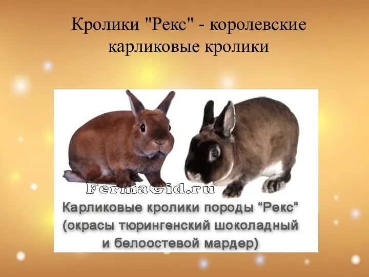 Кролики "Рекс" - королевские карликовые кролики