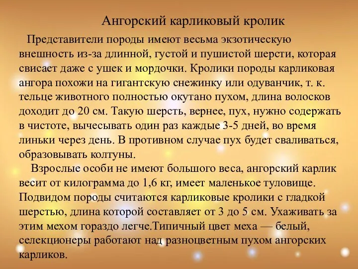 Ангорский карликовый кролик Представители породы имеют весьма экзотическую внешность из-за длинной,