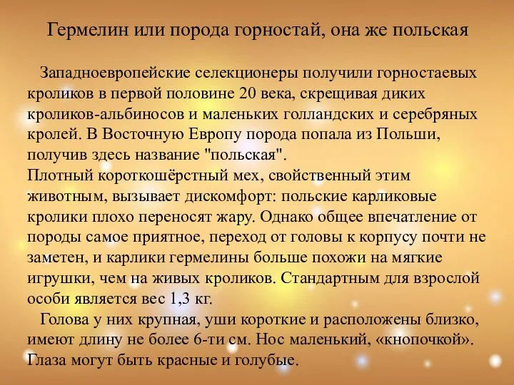 Гермелин или порода горностай, она же польская Западноевропейские селекционеры получили горностаевых