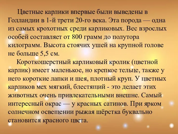 Цветные карлики впервые были выведены в Голландии в 1-й трети 20-го