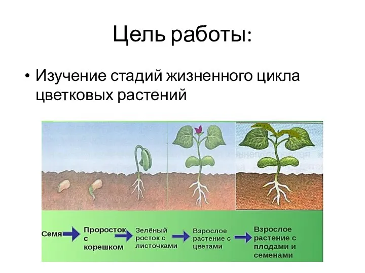 Цель работы: Изучение стадий жизненного цикла цветковых растений