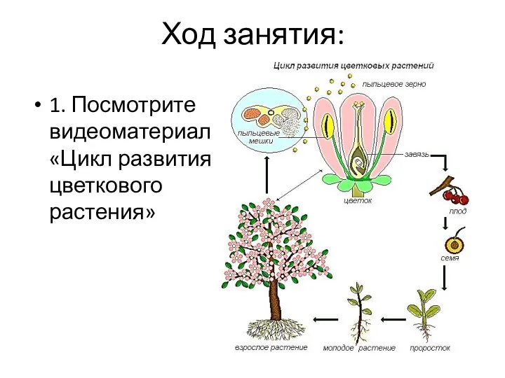Ход занятия: 1. Посмотрите видеоматериал «Цикл развития цветкового растения»