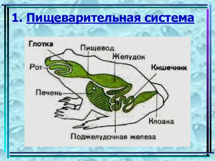 1. Пищеварительная система