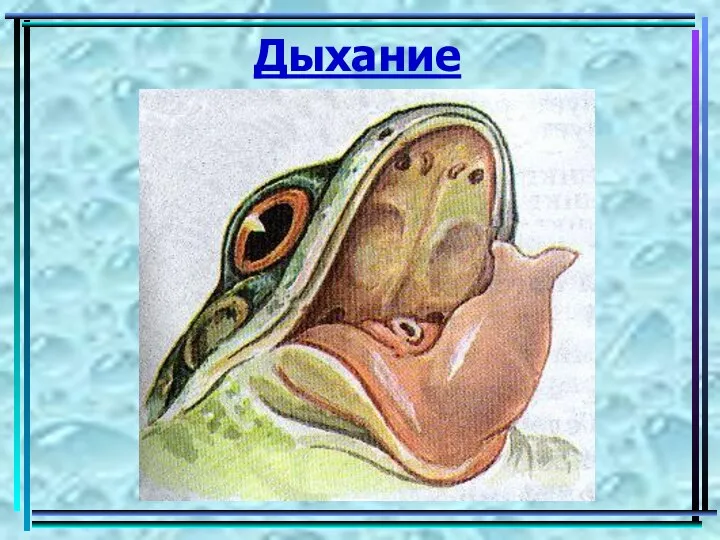 Дыхание