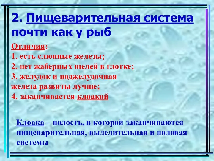 2. Пищеварительная система почти как у рыб Отличия: 1. есть слюнные