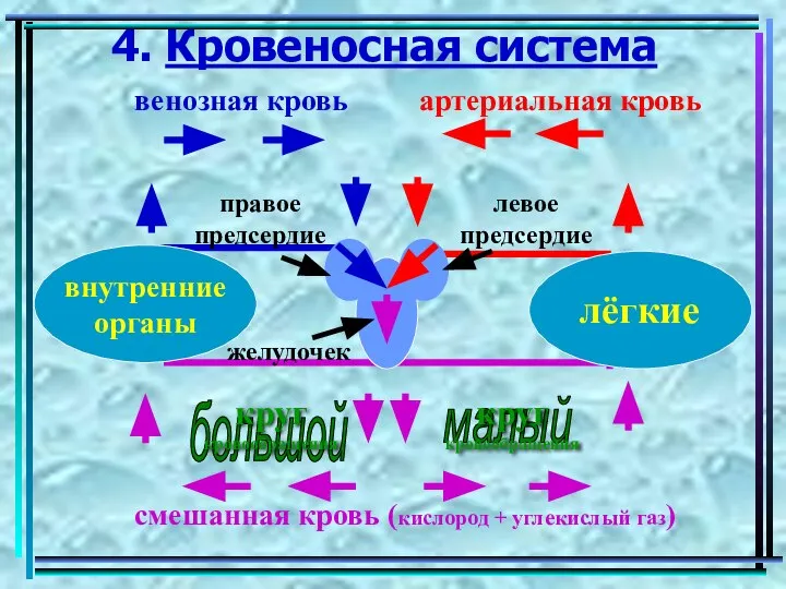 4. Кровеносная система лёгкие внутренние органы желудочек правое предсердие левое предсердие