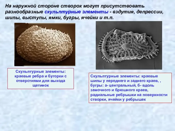 На наружной стороне створок могут присутствовать разнообразные скульптурные элементы - вздутия,