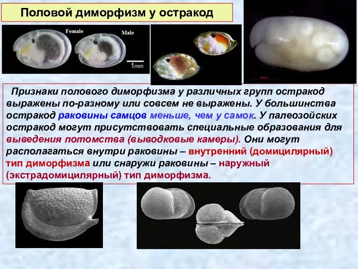 Половой диморфизм у остракод Признаки полового диморфизма у различных групп остракод