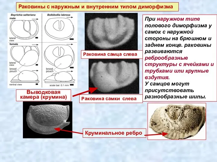 Раковины с наружным и внутренним типом диморфизма Раковина самца слева Раковина