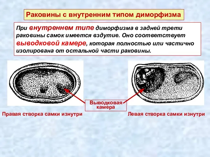 Раковины с внутренним типом диморфизма Выводковая камера Правая створка самки изнутри