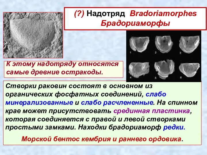 (?) Надотряд Bradoriamorphes Брадориаморфы Створки раковин состоят в основном из органических