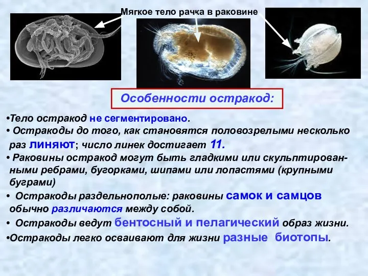 Тело остракод не сегментировано. Остракоды до того, как становятся половозрелыми несколько