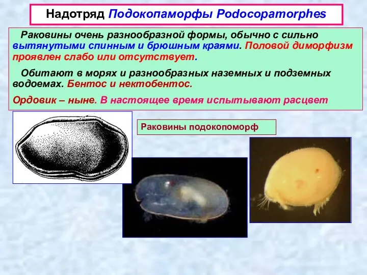 Надотряд Подокопаморфы Podocopamorphes Раковины очень разнообразной формы, обычно с сильно вытянутыми