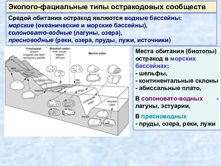 Места обитания (биотопы) остракод в морских бассейнах: - шельфы, - континентальные