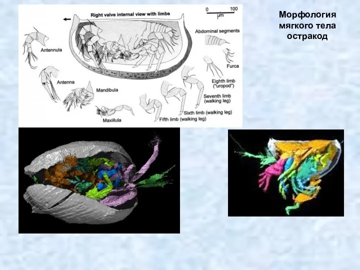 Морфология мягкого тела остракод