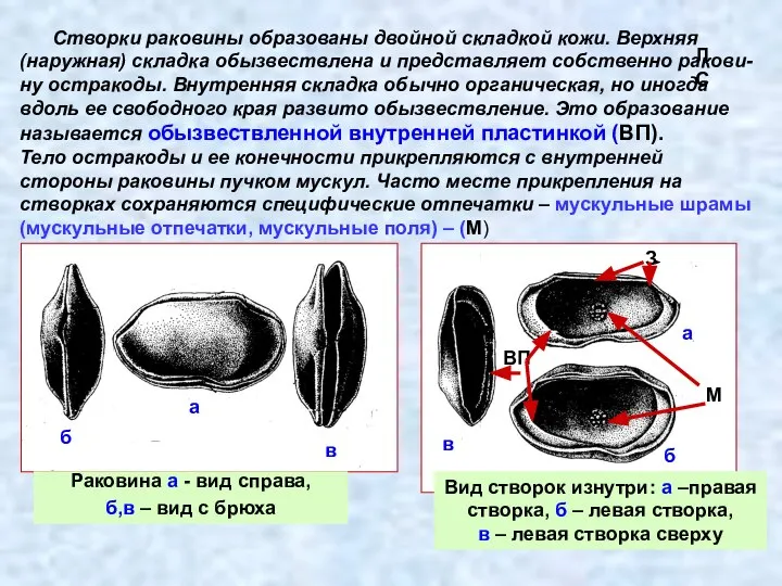 Раковина а - вид справа, б,в – вид с брюха а