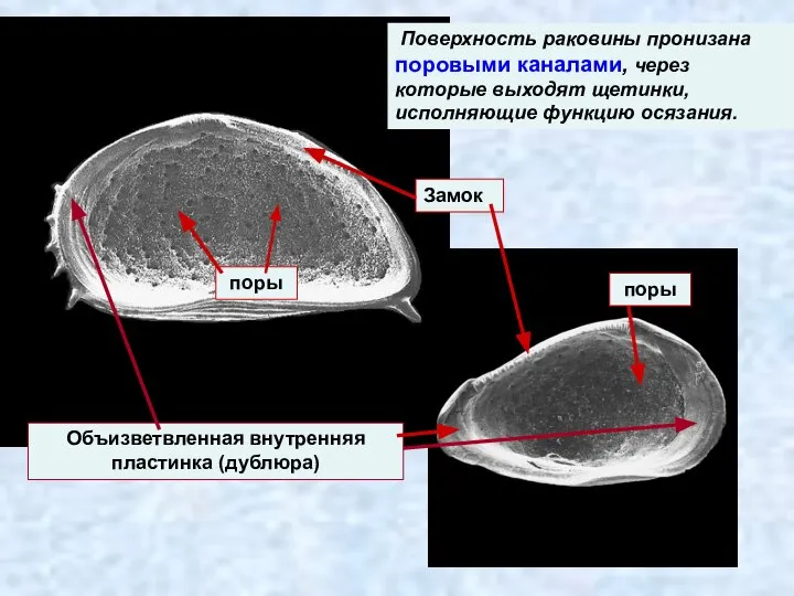 Объизветвленная внутренняя пластинка (дублюра) Замок поры поры Поверхность раковины пронизана поровыми