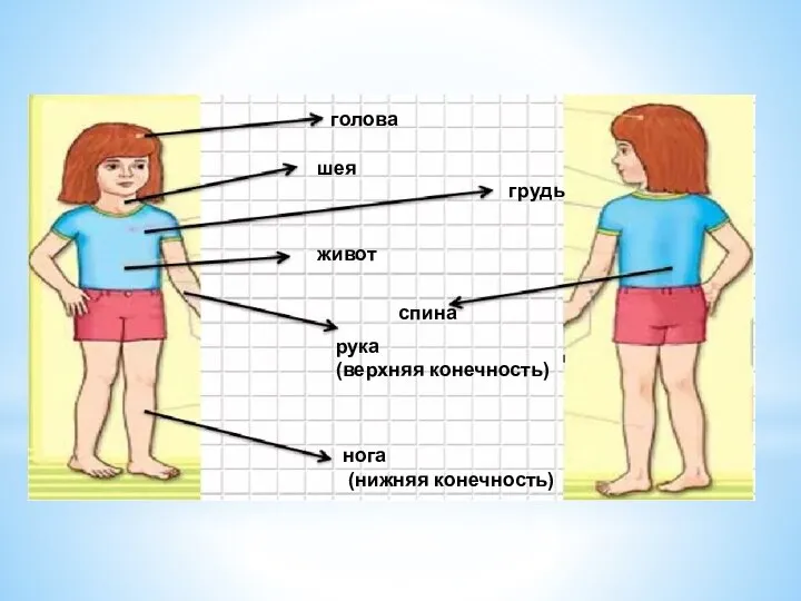 голова шея грудь живот рука (верхняя конечность) нога (нижняя конечность) спина