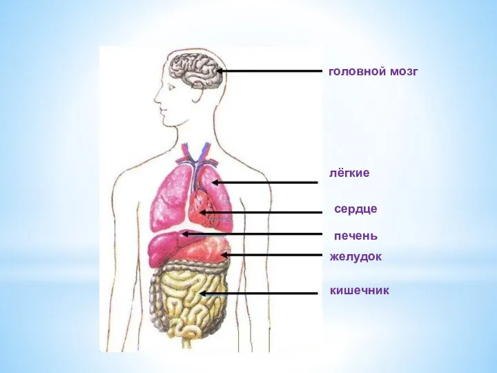 головной мозг сердце печень желудок кишечник лёгкие