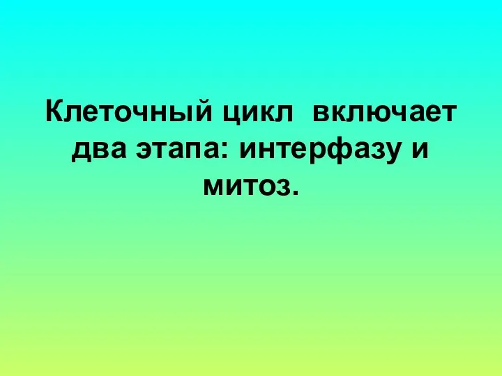 Клеточный цикл включает два этапа: интерфазу и митоз.