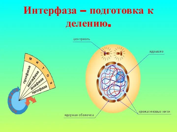 Интерфаза – подготовка к делению.