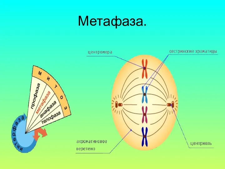 Метафаза.