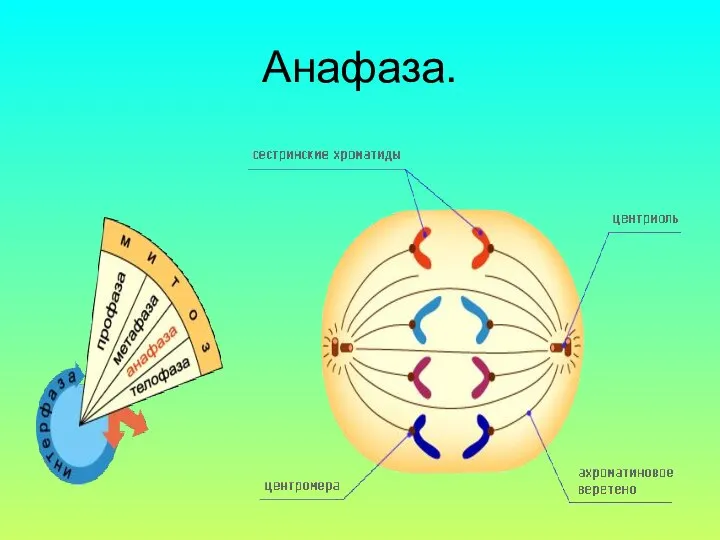 Анафаза.