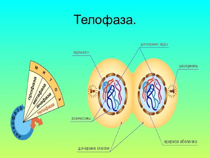 Телофаза.