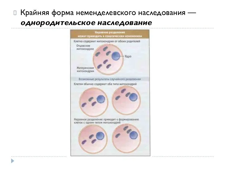 Крайняя форма неменделевского наследования — однородительское наследование