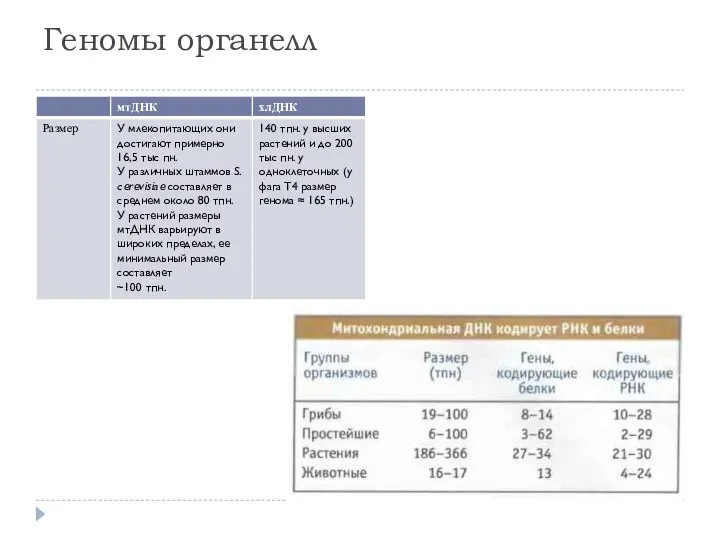 Геномы органелл