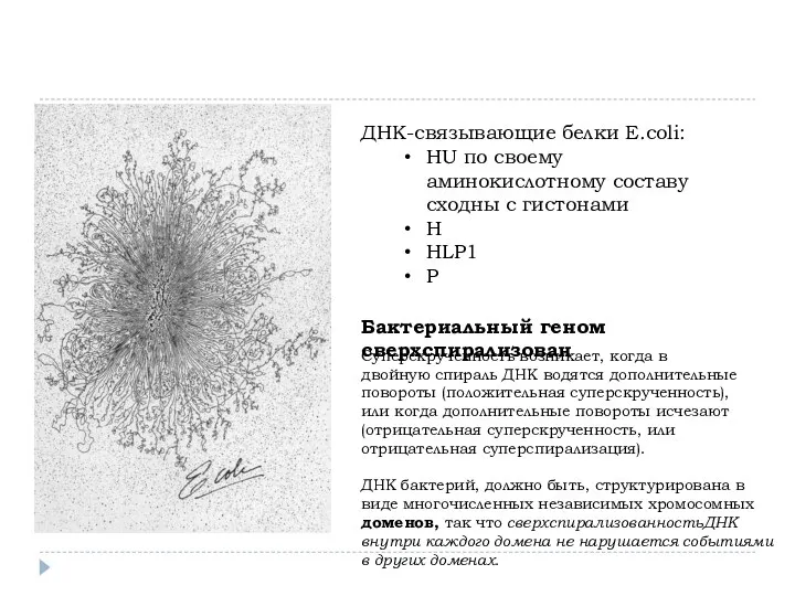 ДНК-связывающие белки E.coli: HU по своему аминокислотному составу сходны с гистонами