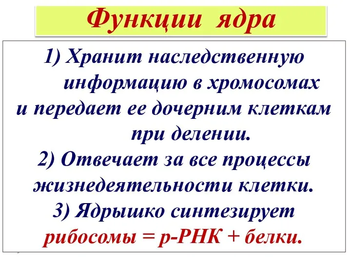 Функции ядра 1) Хранит наследственную информацию в хромосомах и передает ее