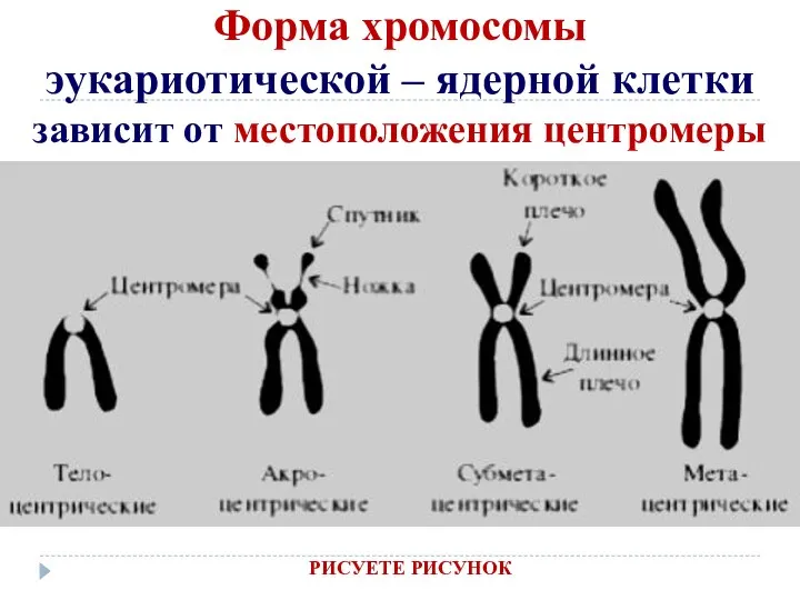 Форма хромосомы эукариотической – ядерной клетки зависит от местоположения центромеры РИСУЕТЕ РИСУНОК