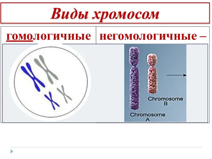 Виды хромосом гомологичные – парные-одинаковые по строению, форме и размеру негомологичные