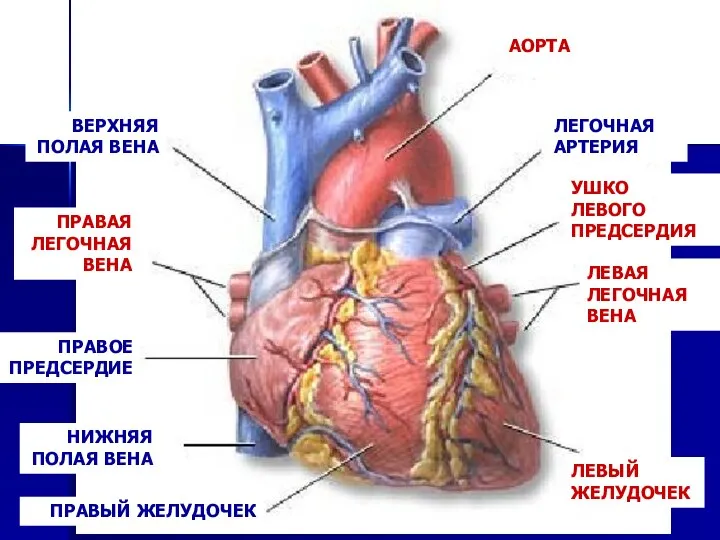 НИЖНЯЯ ПОЛАЯ ВЕНА ВЕРХНЯЯ ПОЛАЯ ВЕНА ПРАВОЕ ПРЕДСЕРДИЕ ПРАВЫЙ ЖЕЛУДОЧЕК ЛЕГОЧНАЯ