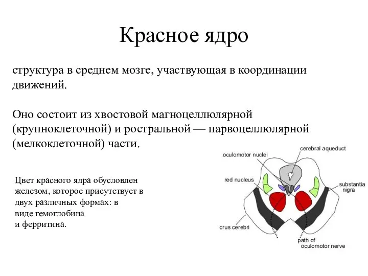 Красное ядро структура в среднем мозге, участвующая в координации движений. Оно