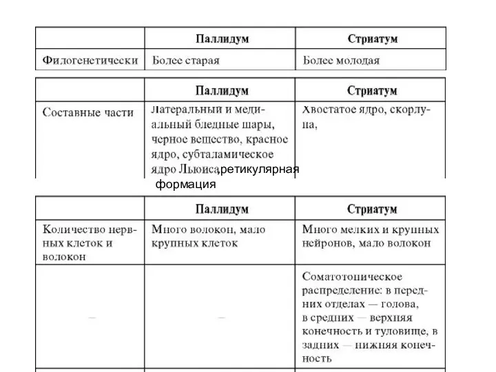 ,ретикулярная формация