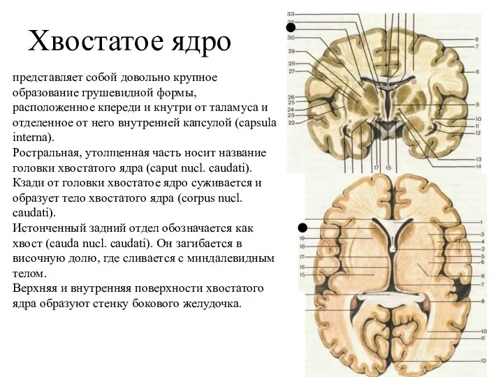 Хвостатое ядро представляет собой довольно крупное образование грушевидной формы, расположенное кпереди