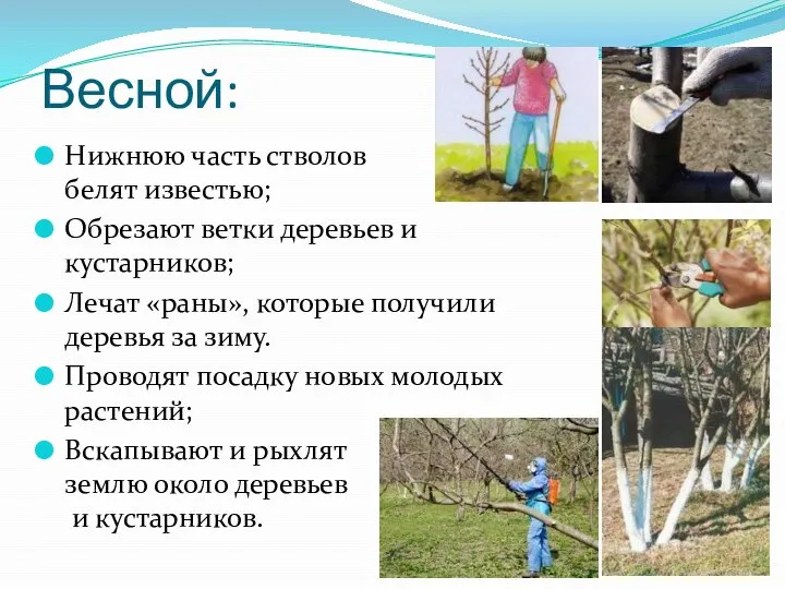 Весной: Нижнюю часть стволов белят известью; Обрезают ветки деревьев и кустарников;