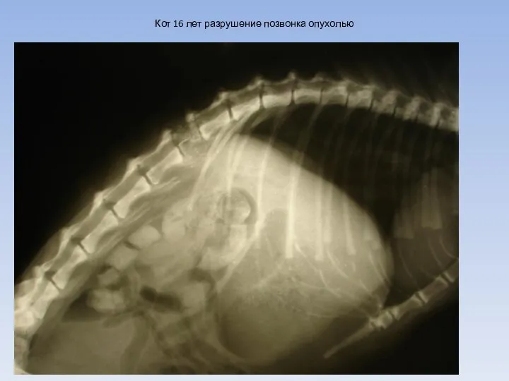 Кот 16 лет разрушение позвонка опухолью