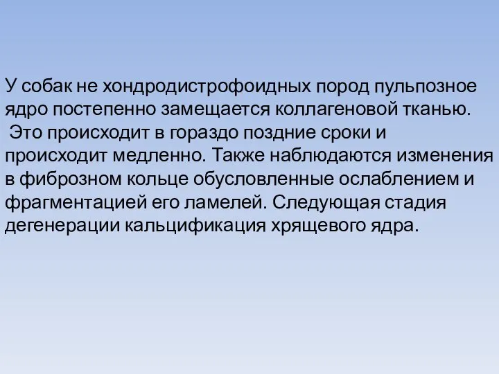 У собак не хондродистрофоидных пород пульпозное ядро постепенно замещается коллагеновой тканью.