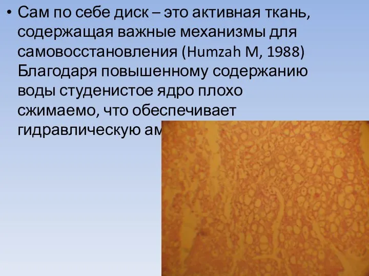 Сам по себе диск – это активная ткань, содержащая важные механизмы