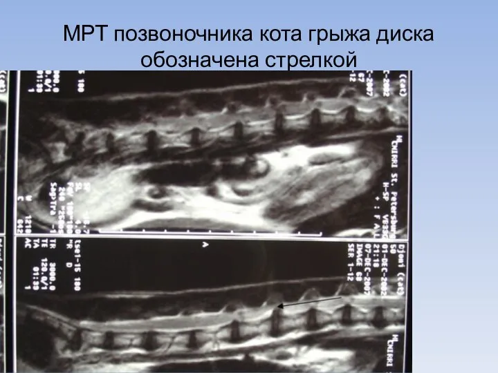 МРТ позвоночника кота грыжа диска обозначена стрелкой